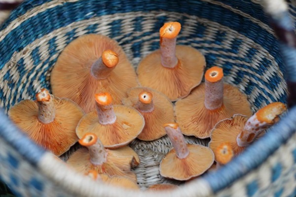 冬のためにキノコを塩にする方法