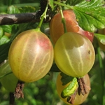 gooseberriesのコンポートの醸造方法