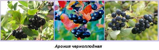 冬のための便利なブランク：チョコレートashberryのシロップ