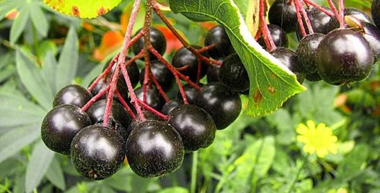 冬のための便利なブランク：チョコレートashberryのシロップ