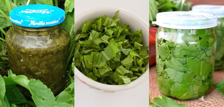 緑のヒーラー：最高の自家製のレシピからsorrel