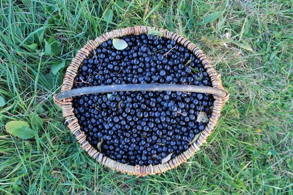 ブラックチョークベリーのジャム