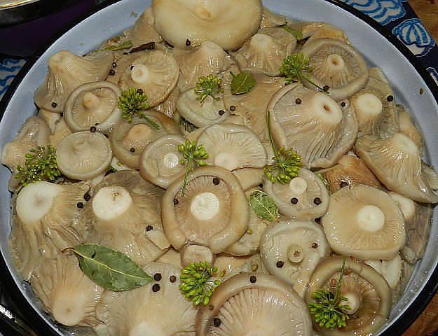 茸を収穫する冷たい方法