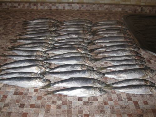ホーム缶詰の魚