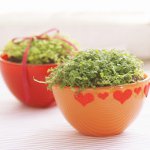 アパートのインテリアの花 アパートのインテリアの花