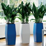 インテリア植物プランクトン インテリア植物プランクトン