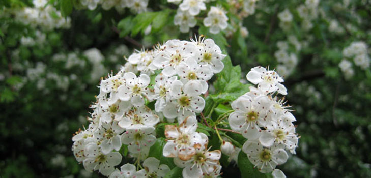 ホーソーンの花：医薬品の特性、民間薬への応用
