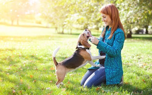 犬のどんな病気が人間にとって危険なのか