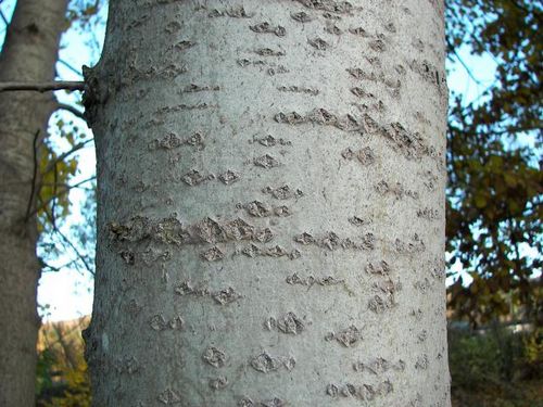 アスペン樹皮の治癒特性
