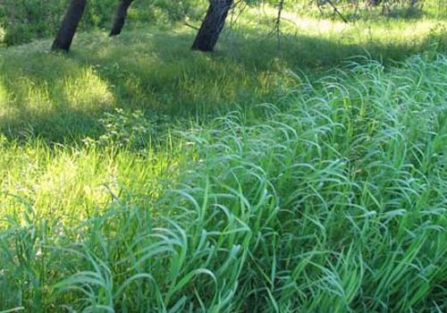 小麦草の有用な特性。伝統医学のレシピ