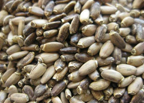 ミルクシスルの有用な特性;減量のためのミルクシスルの適用