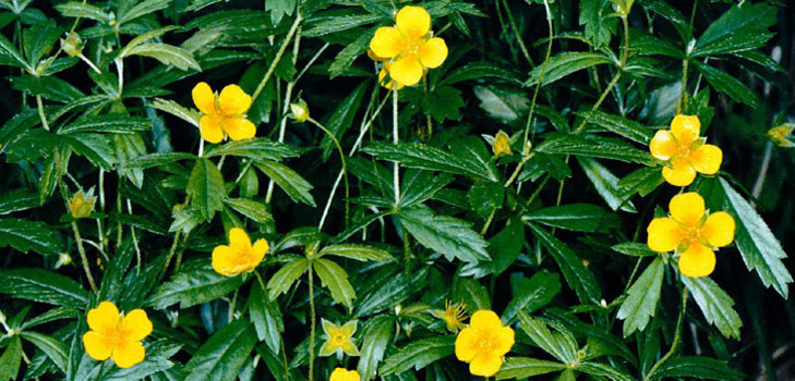 コルガンの植物：薬効と用途