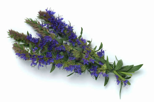 ヒソップハブ：薬効、医薬品への応用