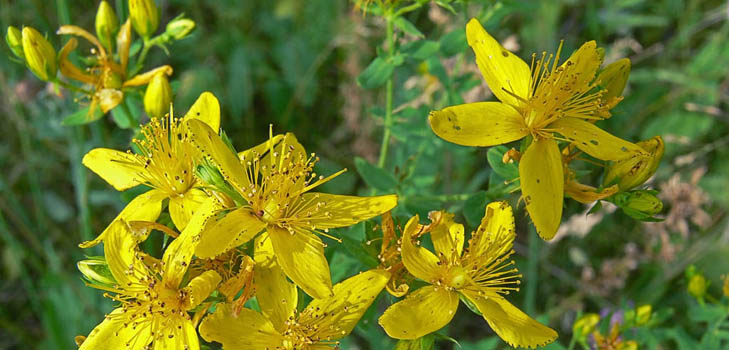 セントジョンズワートの草：薬効と禁忌