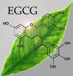 減量のための緑茶
